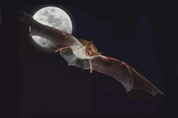 梦到蝙蝠是什么意思_梦见蝙蝠是吉是凶