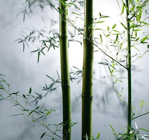 梦到竹子是什么意思_周公解梦竹子预示什么