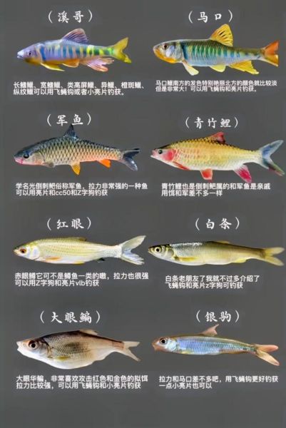 钓鱼图片大全_如何快速识别鱼种