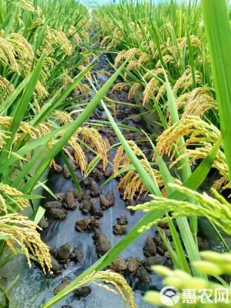 田鸡图片大全_田鸡长什么样