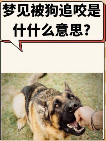 梦到狗怎么回事_梦见狗咬人什么预兆