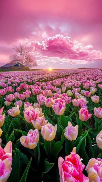 郁金香图片大全_如何拍摄出高级感