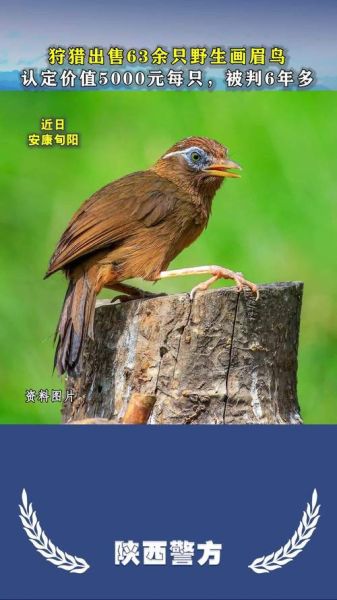 梦到画眉是什么意思_画眉鸟在梦里预示什么