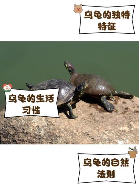 梦到乌龟什么意思_梦见乌龟是吉是凶