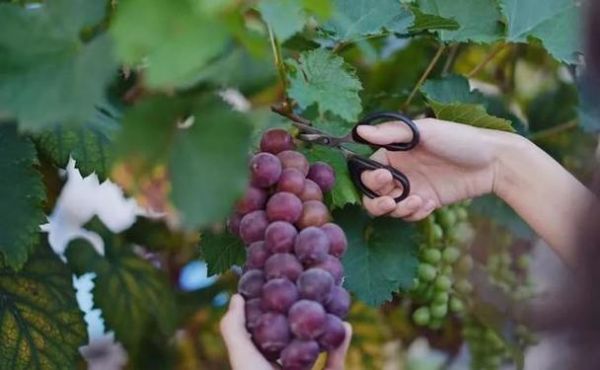 梦到摘葡萄吃是什么意思_梦到摘葡萄吃周公解梦