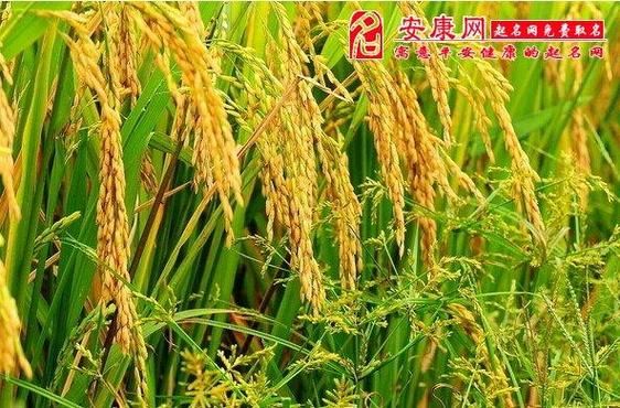 梦到谷子是什么意思_梦见谷子丰收代表什么