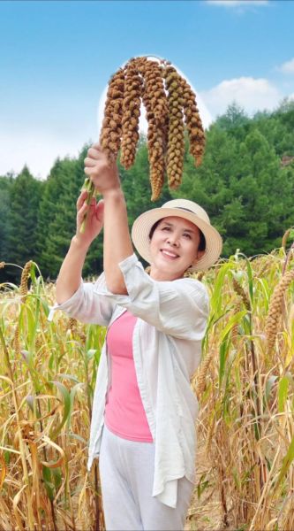 梦到谷子是什么意思_梦见谷子丰收代表什么