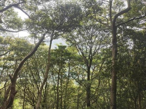 梦到上山是什么意思_上山梦境解析