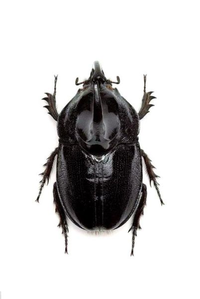 甲虫图片大全_如何识别常见甲虫