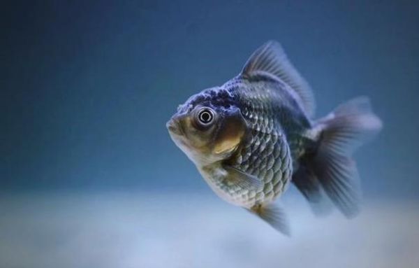 梦到喂鱼是什么意思_梦见喂鱼好不好