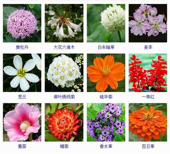 花名大全图片_如何快速识别常见花卉