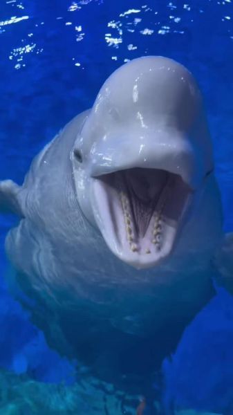 白鲸图片大全_如何辨别白鲸真假照片