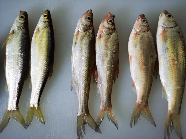 梦到捡到鱼是什么意思_梦见捡到鱼好不好