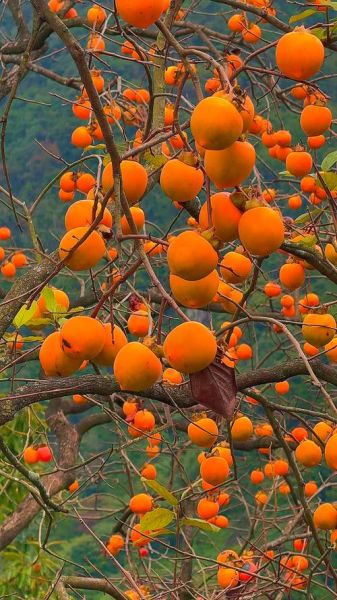 梦到柿子是什么意思_梦见柿子是吉兆吗