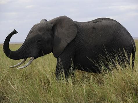 梦到象是什么意思_梦见大象预示什么