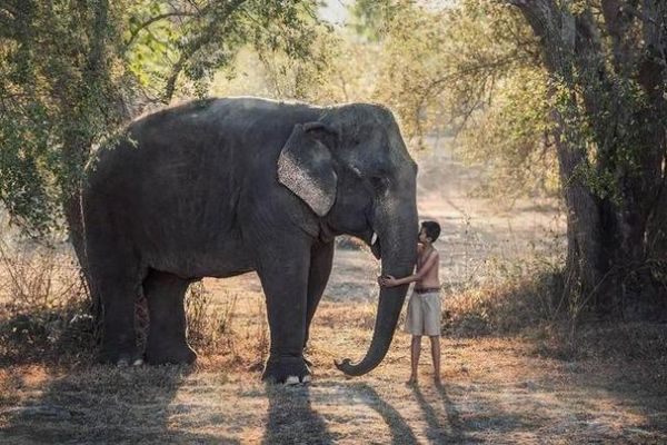 梦到象是什么意思_梦见大象预示什么