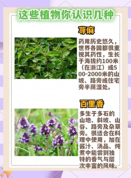 草木图片大全_如何识别常见植物