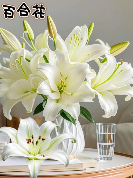 百合图片大全大图_百合花高清壁纸哪里找
