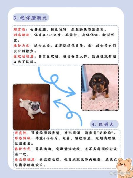 犬图片大全哪里找_小型犬品种图鉴