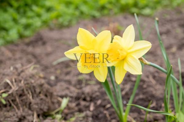 水仙花图片大全大图_高清壁纸怎么找