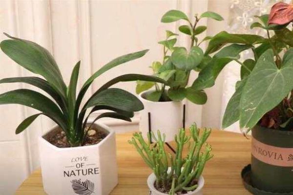 梦到浇花是什么意思_梦到浇花预示什么