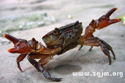 梦到很多螃蟹是什么意思_周公解梦与心理暗示