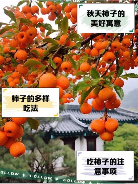 孕妇梦到柿子是什么意思_孕妇梦见柿子生男生女