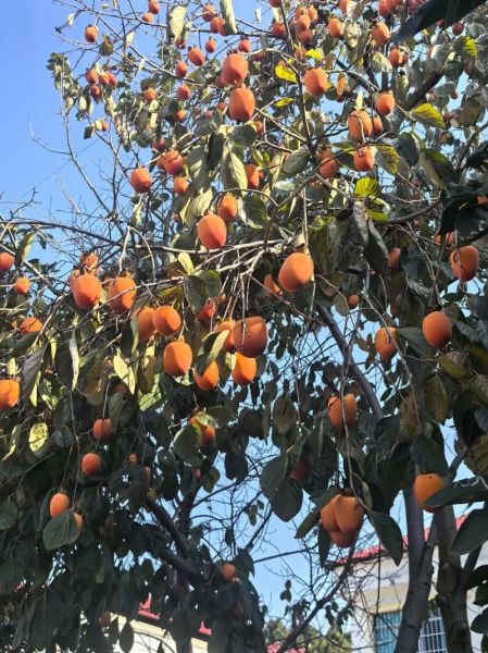 孕妇梦到柿子是什么意思_孕妇梦见柿子生男生女