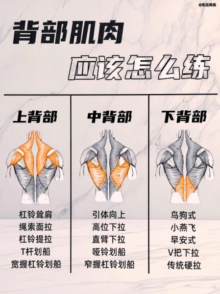 背部图片大全_背部训练动作图解