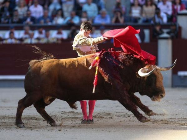 斗牛图片大全大图_高清斗牛照片哪里找