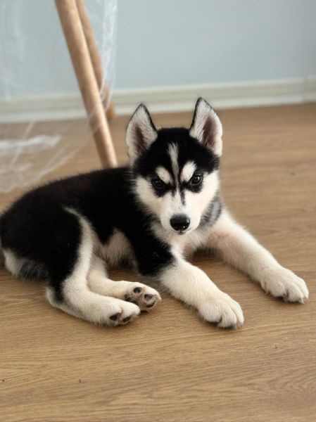 哈士奇图片大全_哪里找高清图