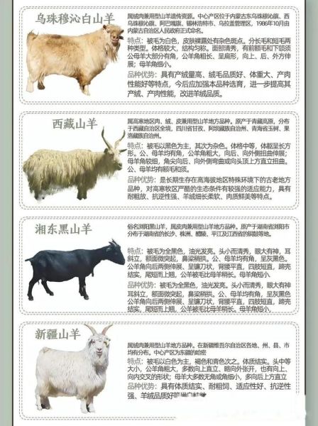 羊图片大全图片_羊品种识别技巧
